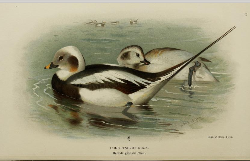 long-tailed duck from Coloured Figures